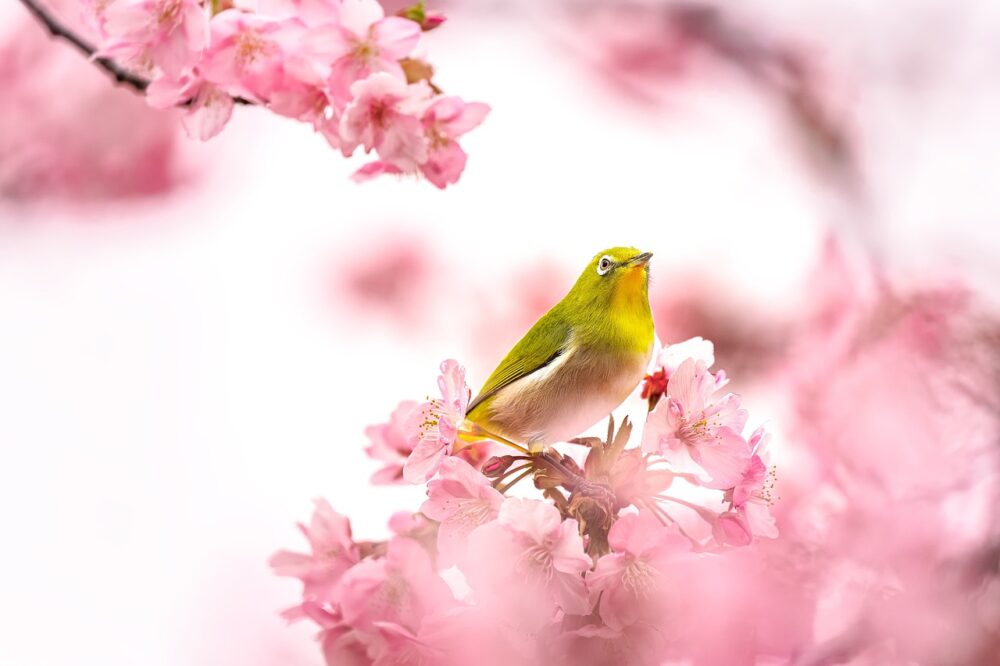 鳥と桜