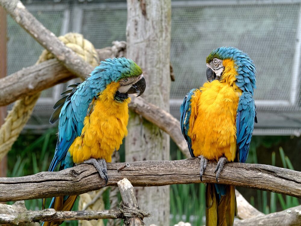 会話するインコ二羽