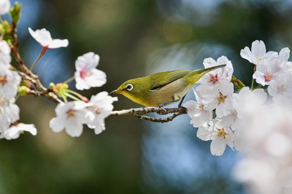 日本の桜と鳥