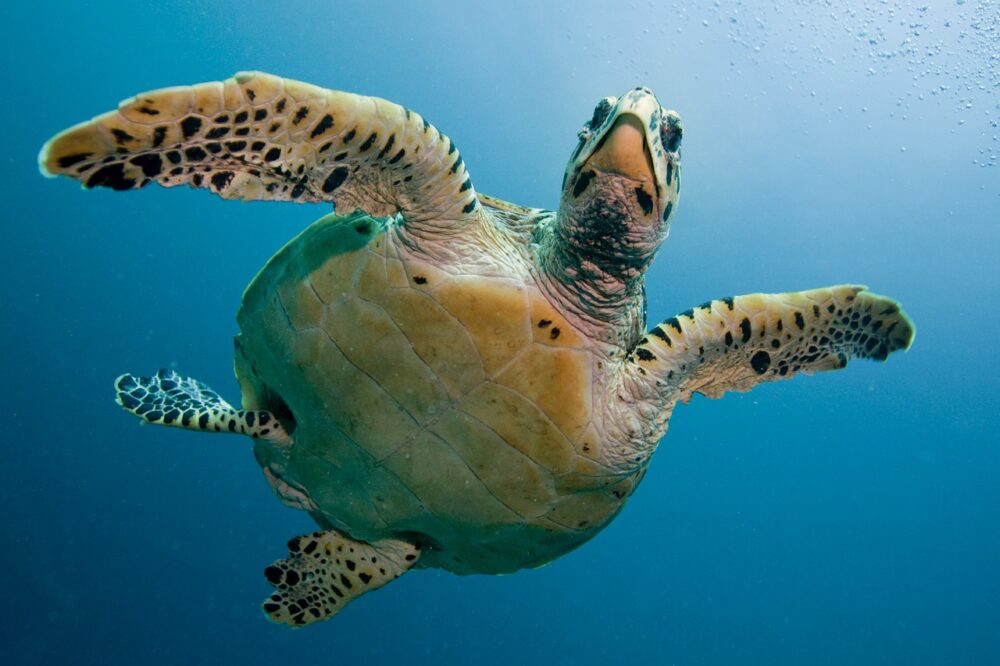 水の中で泳ぐウミガメ