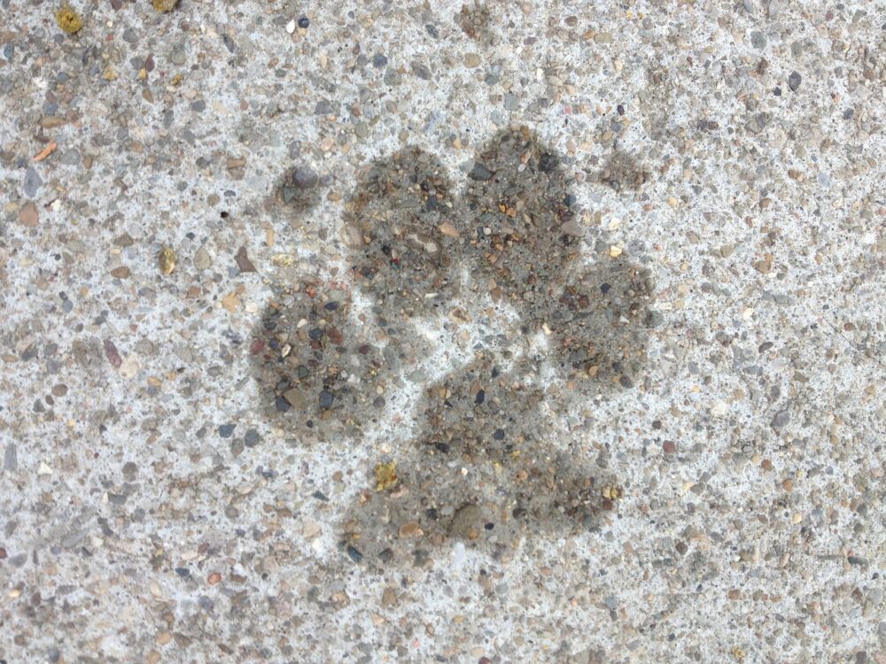 壁に付いた肉球の水の跡